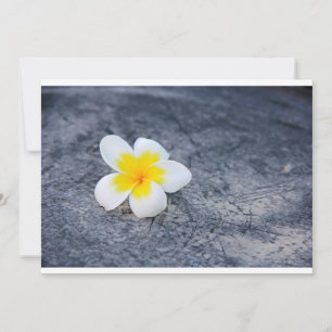 Carte Plumerias