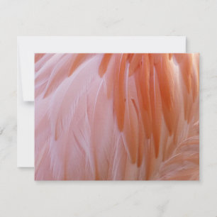 Carte Plumes de flamingo dans des nuances de rose
