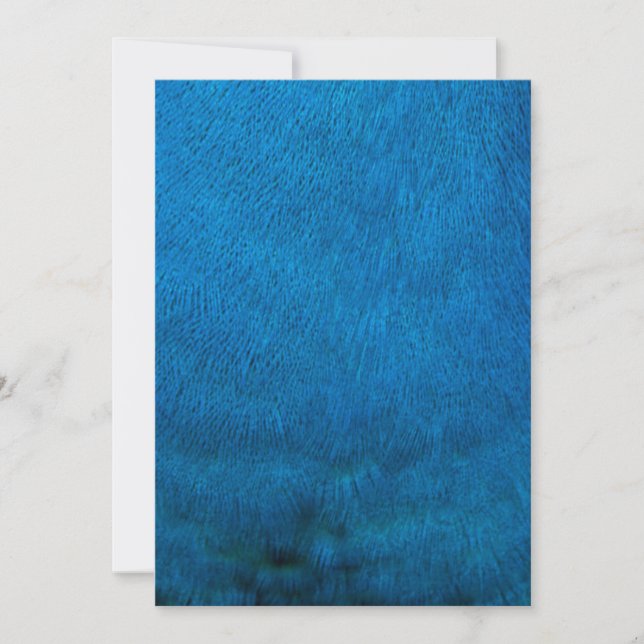 Carte Plumes de paon bleu (Devant)