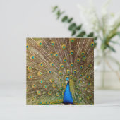Carte Plumes de queue de paon (Debout devant)