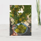 Carte Plums jaunes dans le Portrait de Bowl (Devant)