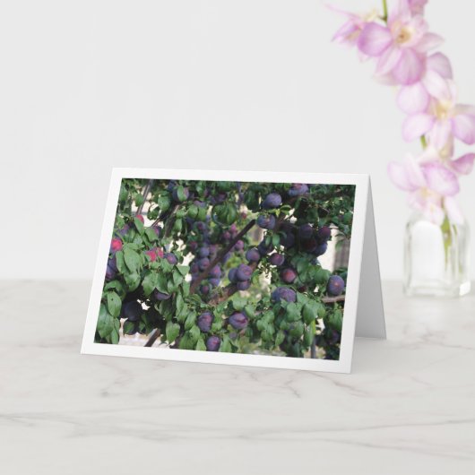 Carte Plums pourpres sur arbre (Orchidée)