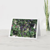 Carte Plums pourpres sur arbre (Devant)