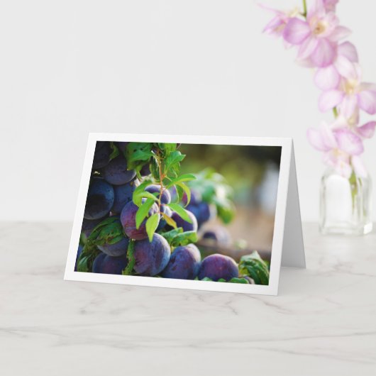Carte Plums pourpres sur arbre (Orchidée)