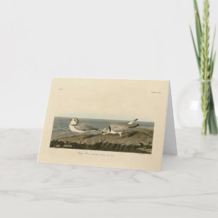 Carte Pluvier siffleur des oiseaux d'Amérique d'Audubon