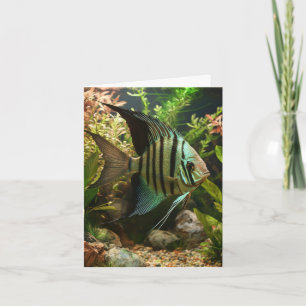 Carte Poisson-ange altum rayé