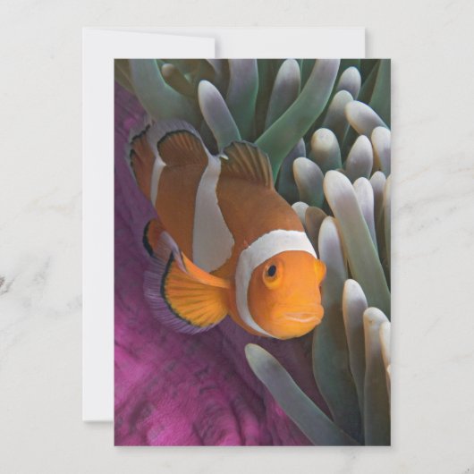 Carte Poisson d'anémone clown occidental (Devant)