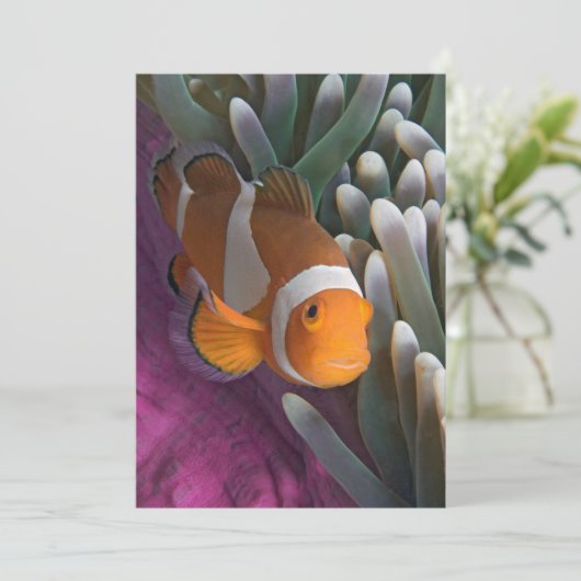 Carte Poisson d'anémone clown occidental (Debout devant)