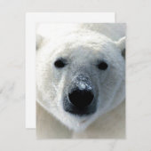 Carte Polar Bear Flat Card (Devant / Derrière)
