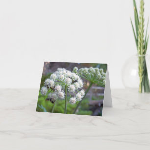 Carte Pollinisateurs sur fleurs d'Angélique blanche