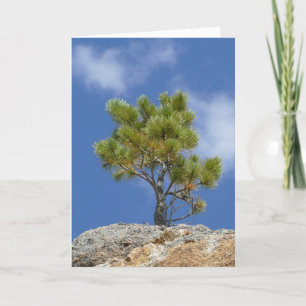 Carte Ponderosa Pine Tree, Custer, SD -