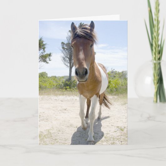 Carte Poney sauvage d'Assateague (Devant)