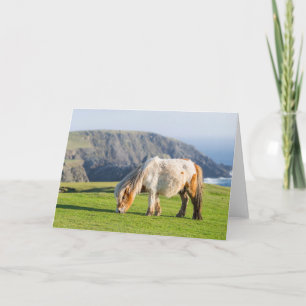 Carte Poney Shetland sur le pâturage près de hautes fala