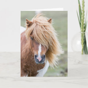 Carte Pony Shetland sur l'île d'Unst