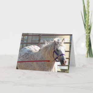 Carte Pony tacheté
