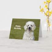 Carte Poodé Chien blanc photo Anniversaire (Fleur jaune)