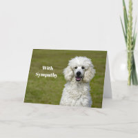Poodé Chien blanc Sympathie photo
