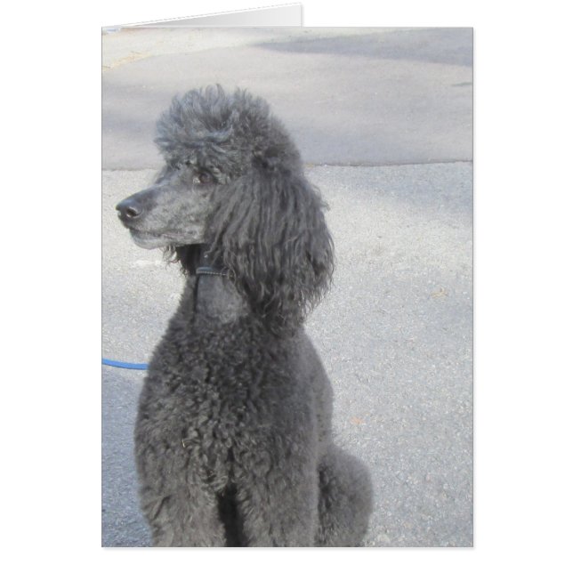 Carte Poodle Noir (Devant)
