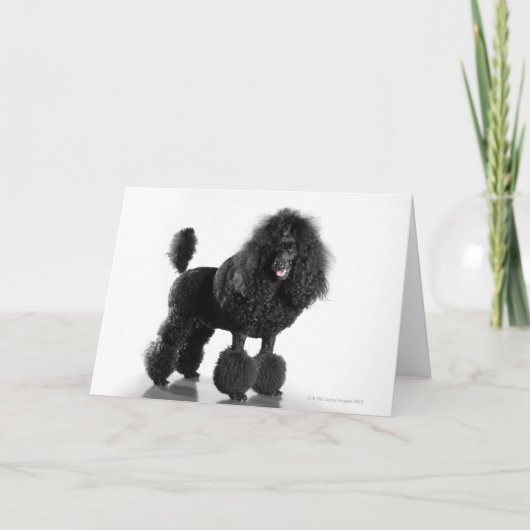 Carte Poodle noir découpé (Devant)
