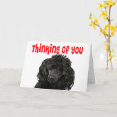 Carte Poodle Penser de toi Hello Miss You Puppy Chien (Fleur jaune)