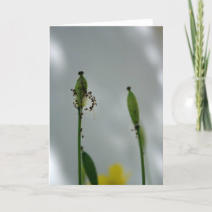 Carte Poppies et ombre 5 Fin de vie pour la nouvelle gén