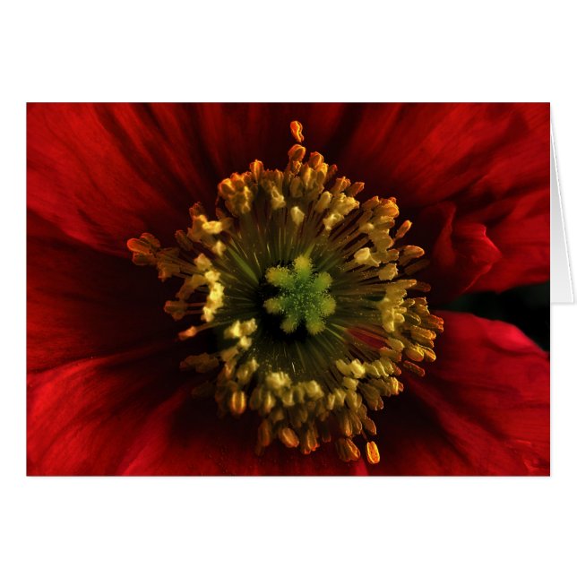Carte Poppy (Devant horizontal)