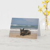 Carte Porc DANS le paradis (Fleur jaune)