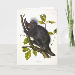 Carte Porcupine nord-américaine ou canadienne par Audubo