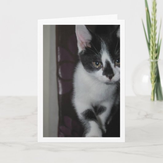 Carte Portrait Cute Kitten (Devant)