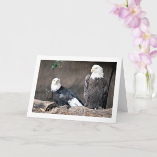 Carte Portrait d'aigles américains à tête blanche
