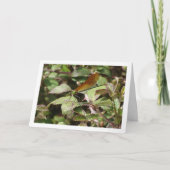 Carte Portrait Damselfly (Devant)