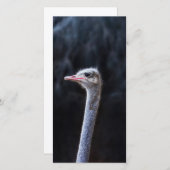 Carte portrait d'autruche (Devant / Derrière)