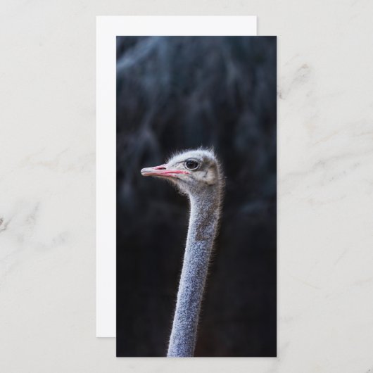 Carte portrait d'autruche (Devant / Derrière)