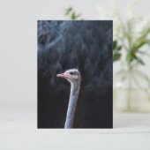 Carte portrait d'autruche (Debout devant)