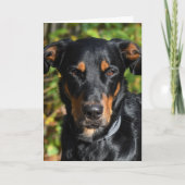 Carte Portrait de Beauceron Dog (Devant)