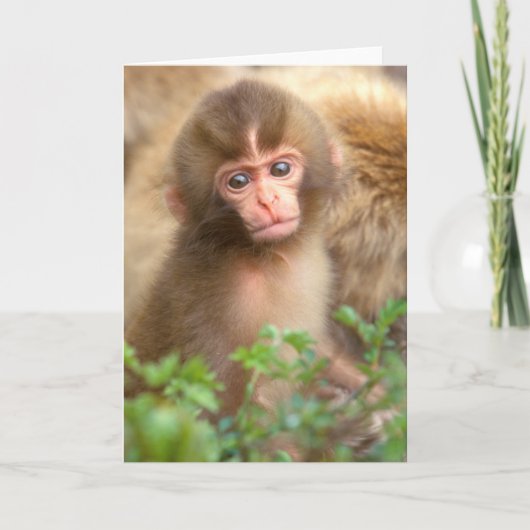 Carte Portrait de bébé du singe des neiges (Devant)