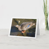 Carte Portrait de canard colvert femelle (Devant)