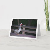 Carte Portrait de canard musqué (Devant)