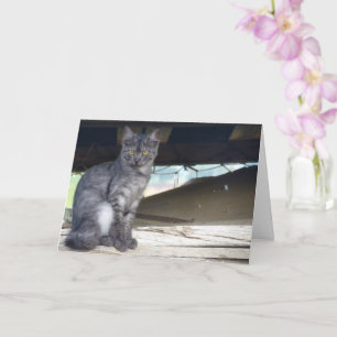 Carte Portrait de chat communautaire