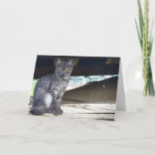 Carte Portrait de chat communautaire (Devant)