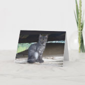 Carte Portrait de chat communautaire (Devant)