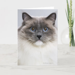 Carte Portrait de chat de Ragdoll