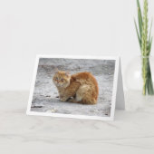 Carte Portrait de chat Ginger (Devant)
