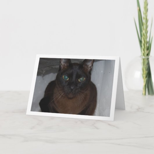 Carte Portrait de chat noir (Devant)