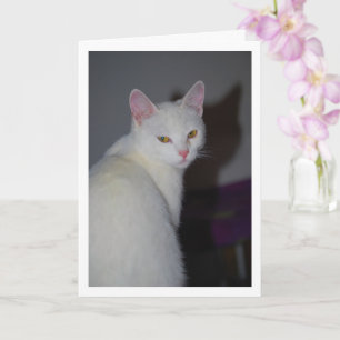 Carte Portrait de chaton blanc doux