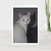 Carte Portrait de chaton blanc doux (Devant)