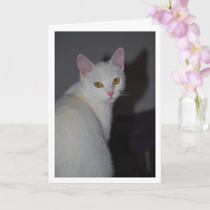 Carte Portrait de chaton blanc doux