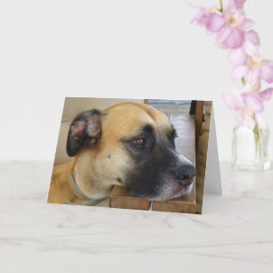 Carte Portrait de chien à fourrure noire