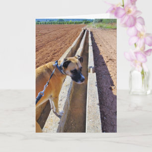 Carte Portrait de chien à fourrure noire