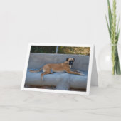 Carte Portrait de chien allongé (Devant)